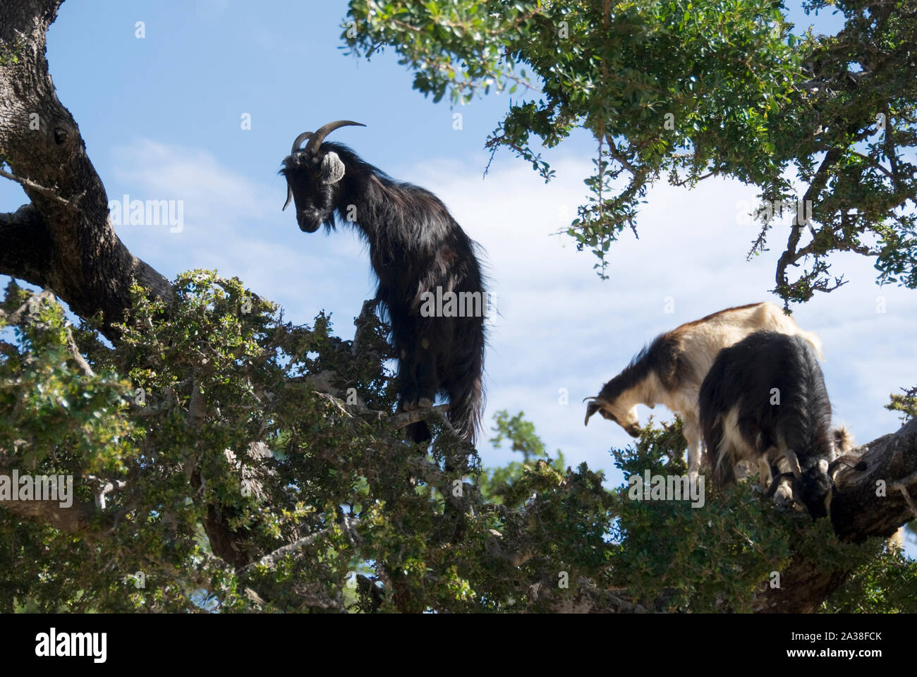 Due selvaggi-capre di ungulati in una struttura ad albero di Argan, Marocco Foto Stock