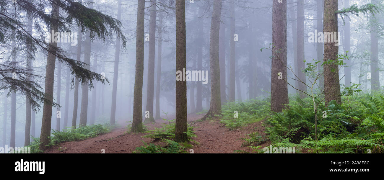 Denso bosco di pini a Chevin Forest Park è ammorbidita e semplificato dalla nebbia in un perfettamente ancora mattina con la bracken una vibrante estate verde. Foto Stock