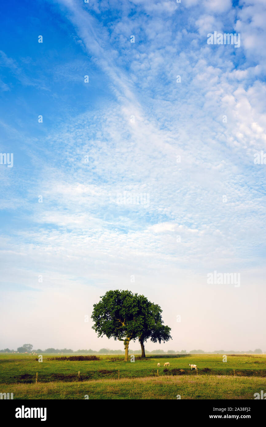 L'ultimo della nebbia di mattina evidenzia una coppia di alberi frondosi sotto una superficie strutturata cielo nuvoloso come la luce bassa aggiunge vivacità alla scena di campagna. Foto Stock