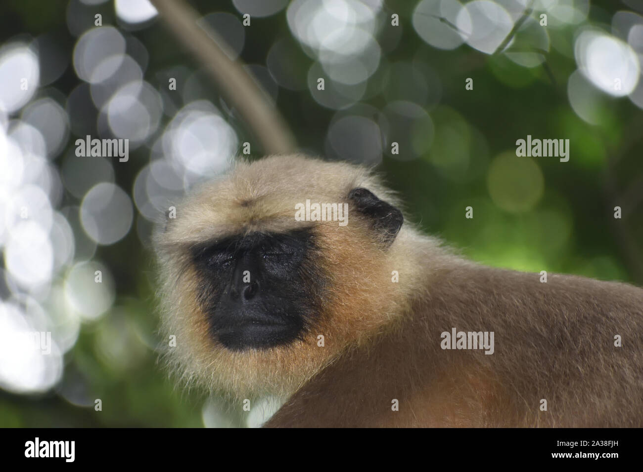 Monkey piangere sulla foresta Foto Stock