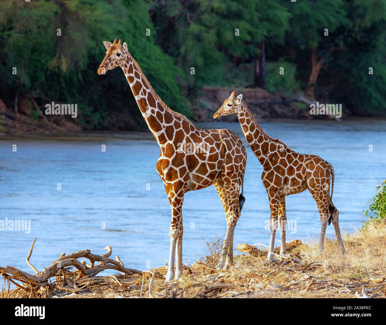 Per adulti e giovani le giraffe reticolate, Samburu riserva nazionale, Kenya Foto Stock