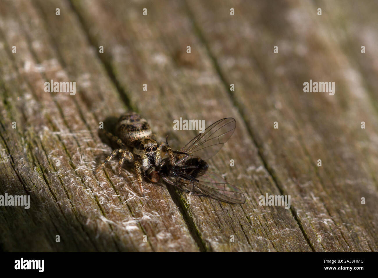 Zebra jumping spider (Salticus scenicus) mangia la sua preda di una mosca Foto Stock