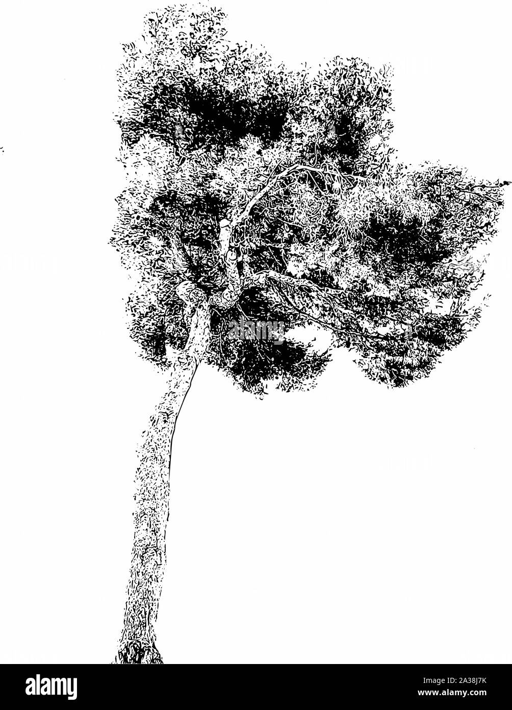 Abilmente e immagine ornati di piante nei colori bianco e nero ottica Foto Stock