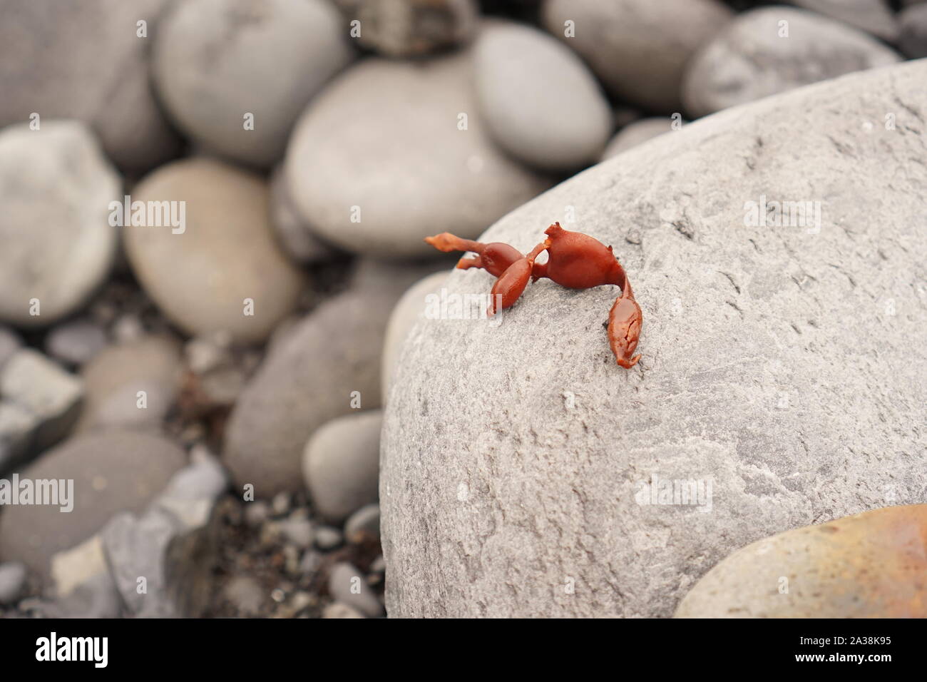 Alghe di colore arancione e grigio rocce di ghiaia Foto Stock