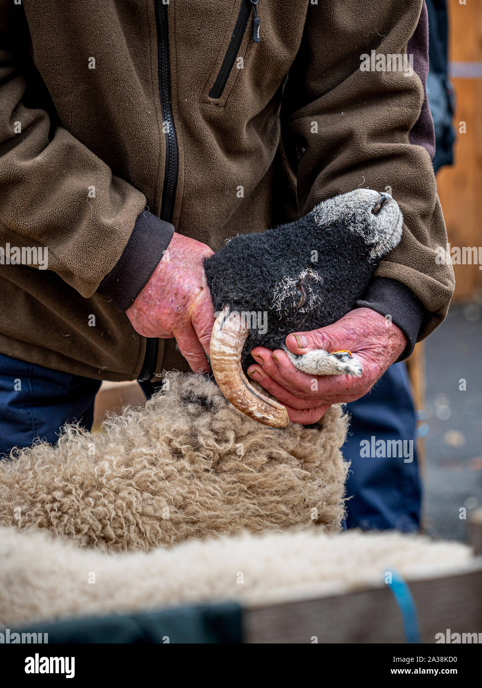 I giudici di ispezionare le pecore a Masham pecore Fair Foto Stock
