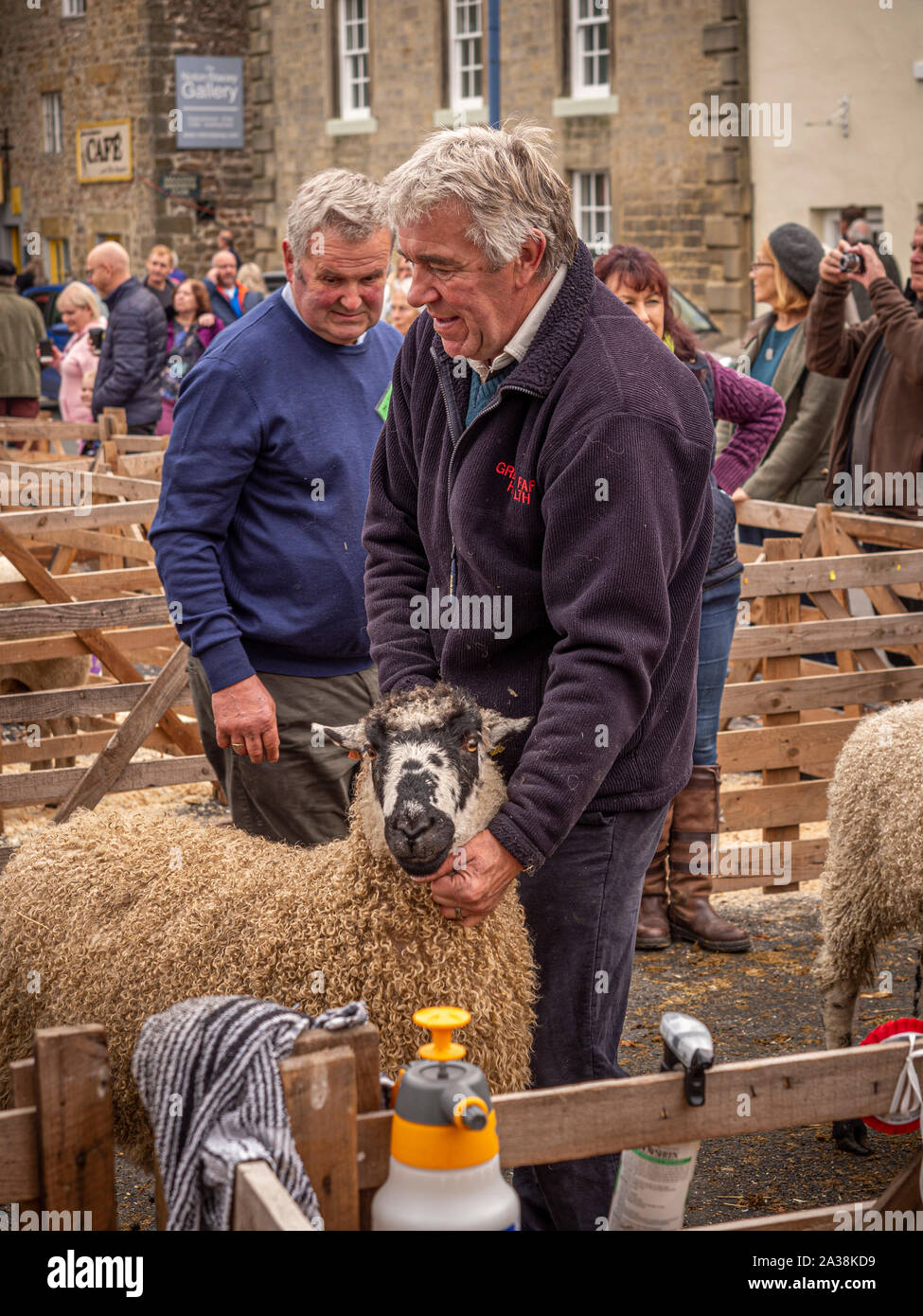 I giudici di ispezionare le pecore a Masham pecore Fair Foto Stock