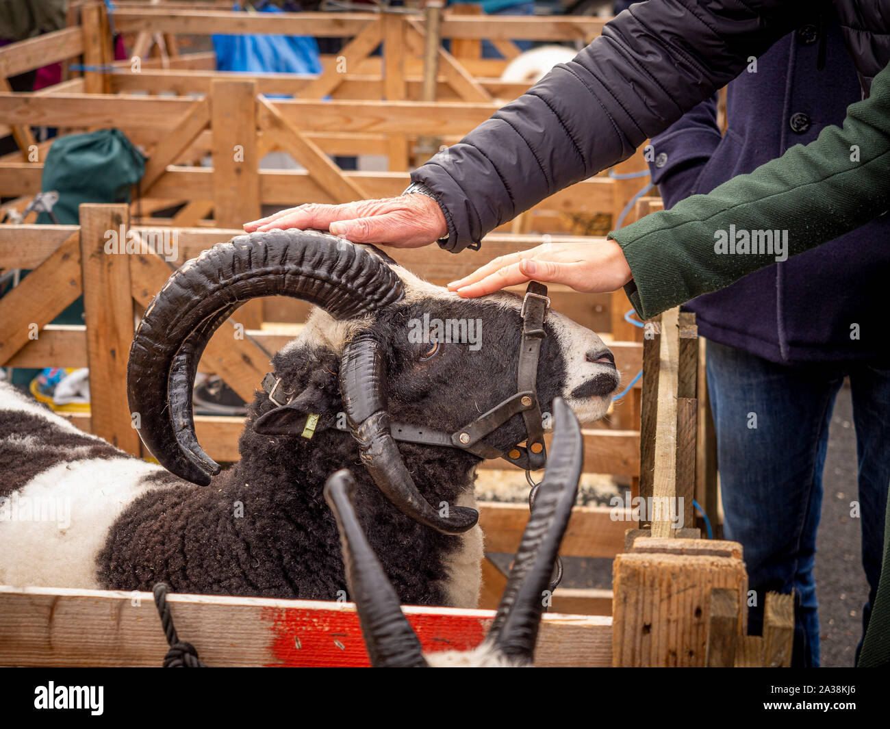 Fiera delle pecore di Masham: I visitatori accarezzano un ariete bianco e nero con le corna. Foto Stock