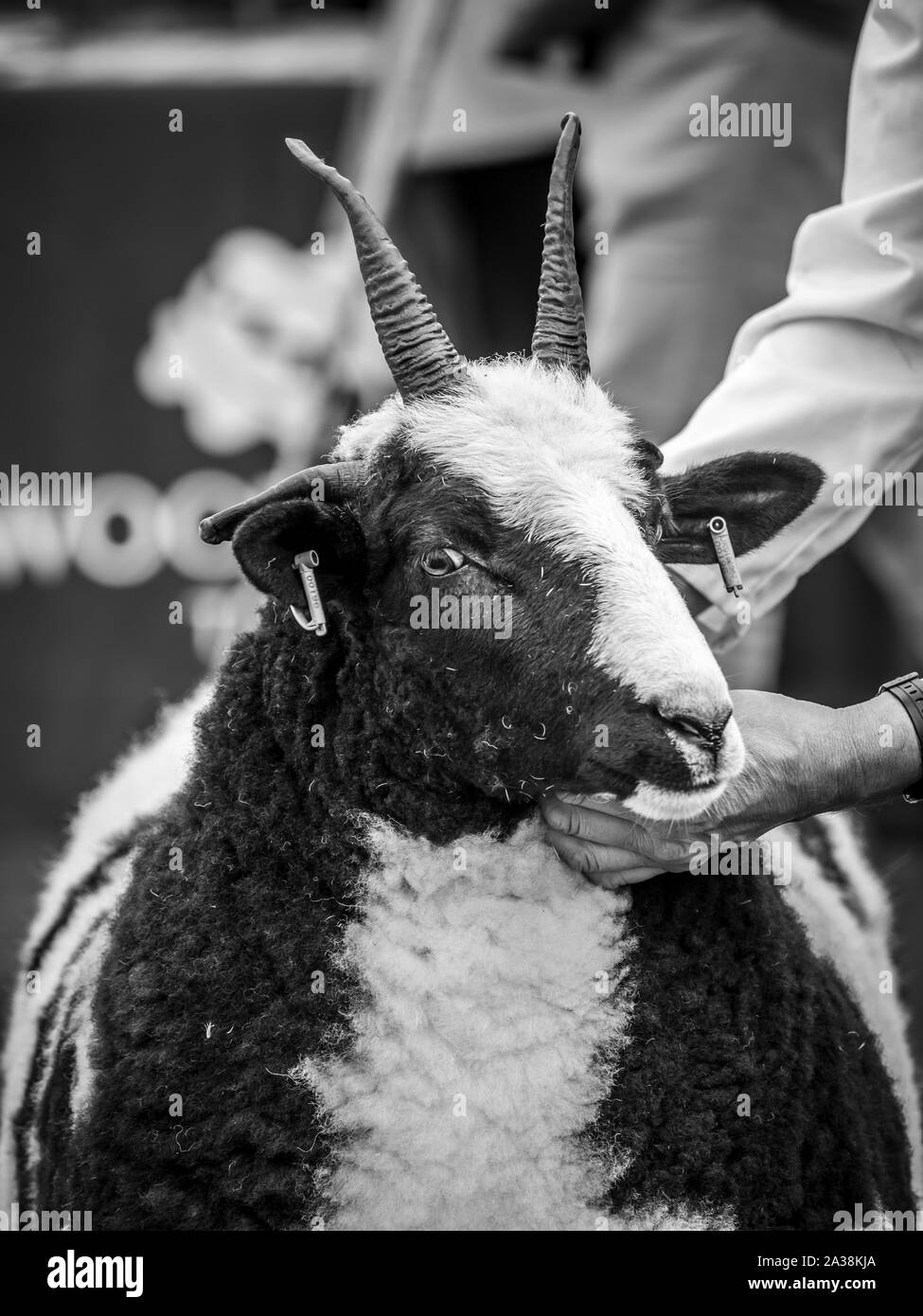 Pecore con corna essendo insprcted a Masham pecore Fair Foto Stock