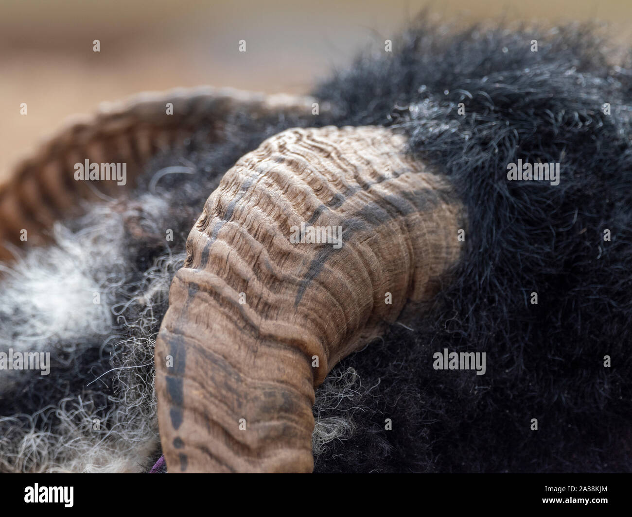 Le corna sulla testa di pecora a Masham pecore Fair Foto Stock