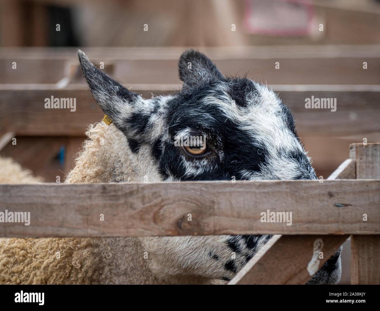 Primo piano di una pecora in un recinto di legno alla fiera Masham Sheep, North Yorkshire, Regno Unito Foto Stock