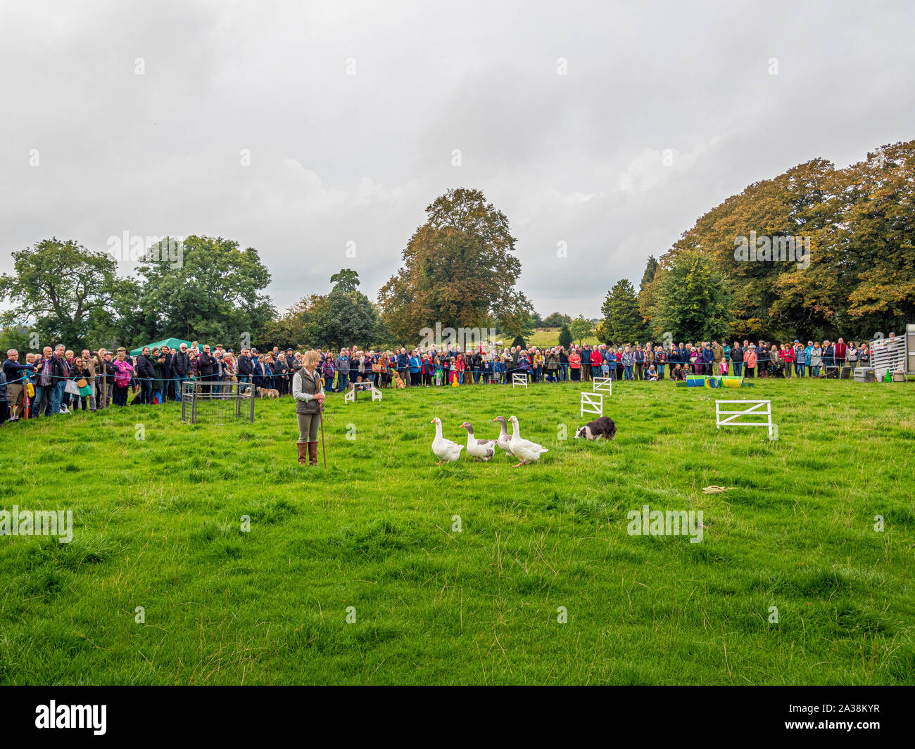 Sheep Dog dimostrazione a Masham pecore Fair Foto Stock