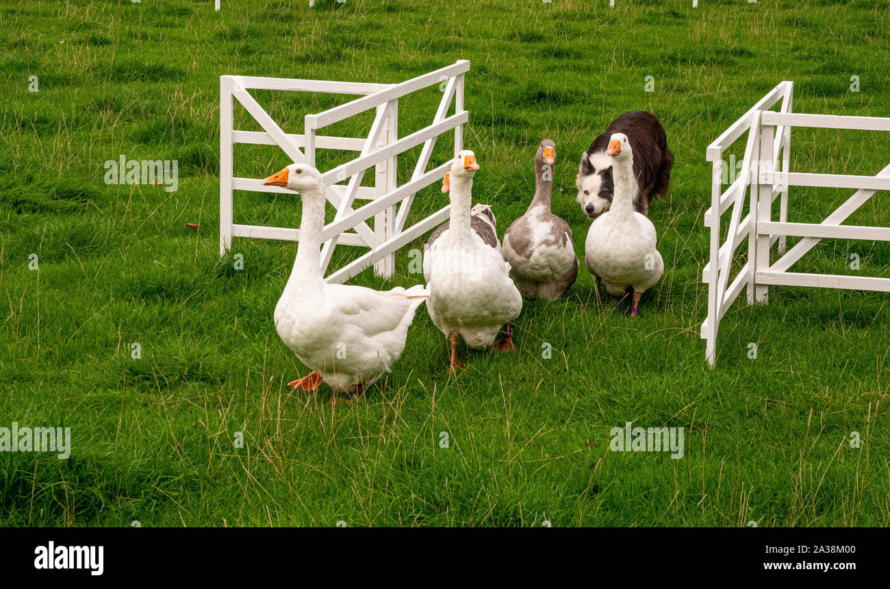Sheep Dog dimostrazione a Masham pecore Fair Foto Stock