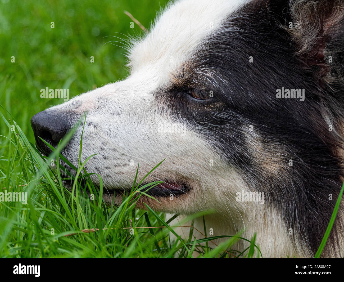 Sheep Dog close up di faccia Foto Stock