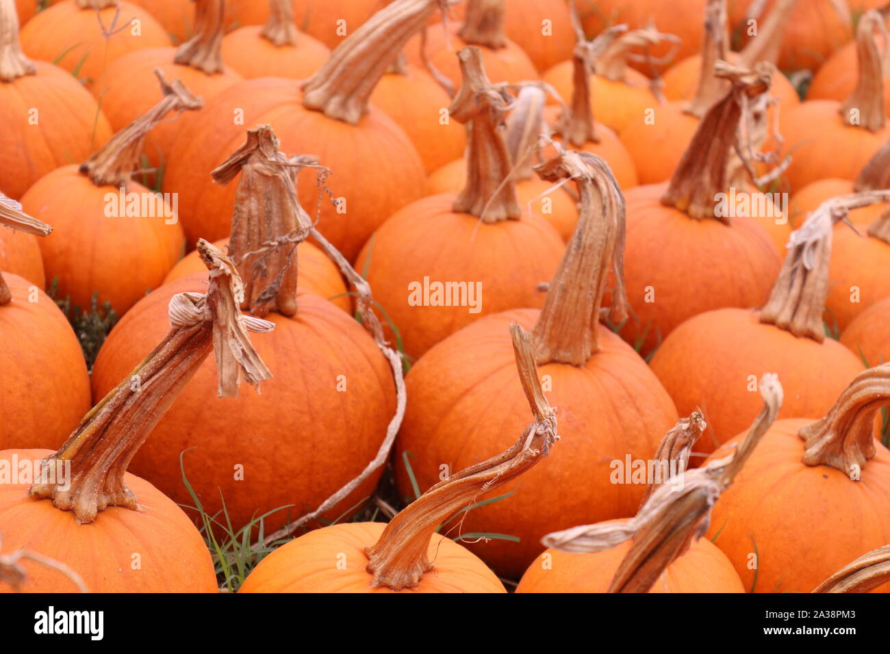 Zucche arancione in un orto di zucche Foto Stock
