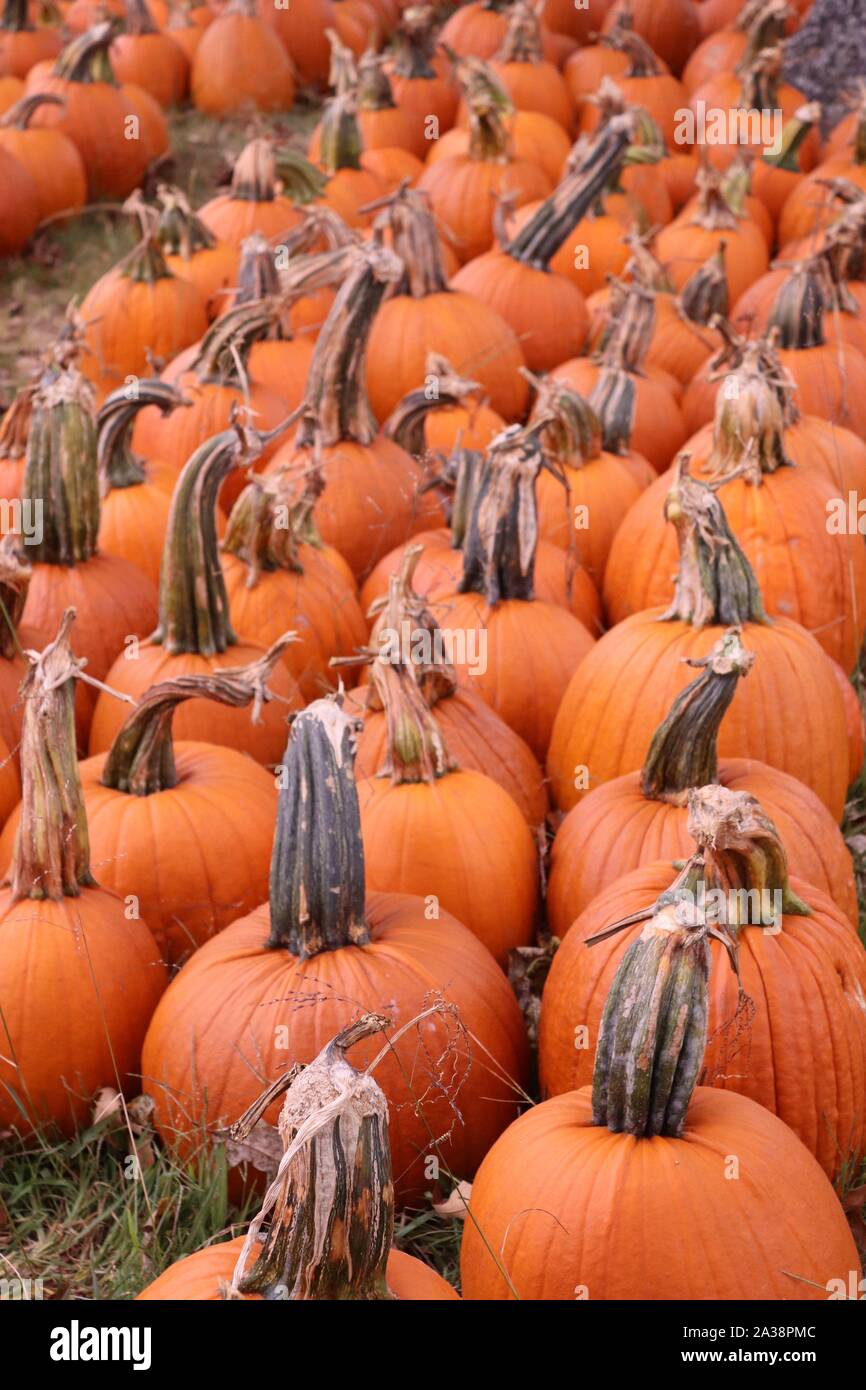 Zucche arancione in un orto di zucche Foto Stock
