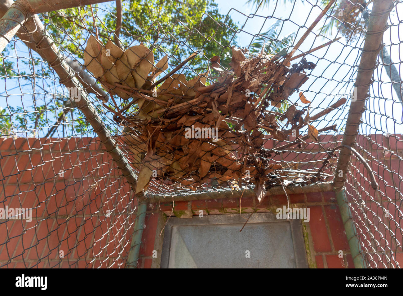Una vista ravvicinata di foglie secche e detriti che copre la parte  superiore di una rete di recinzione metallica Foto stock - Alamy