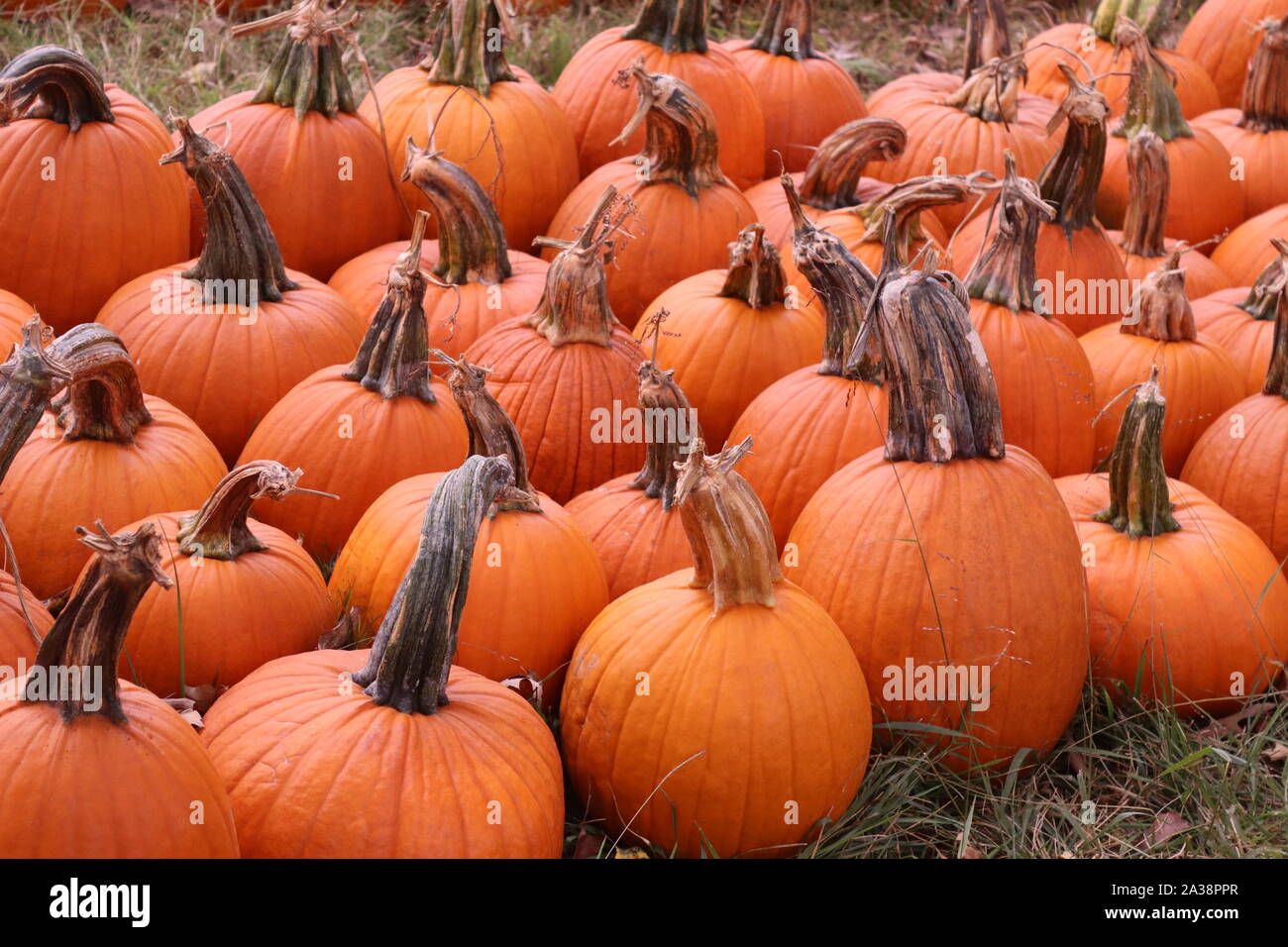 Zucche arancione in un orto di zucche Foto Stock