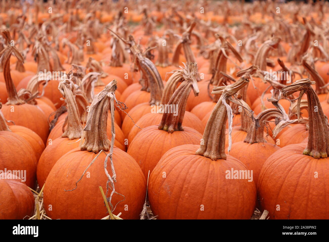 Zucche arancione in un orto di zucche Foto Stock