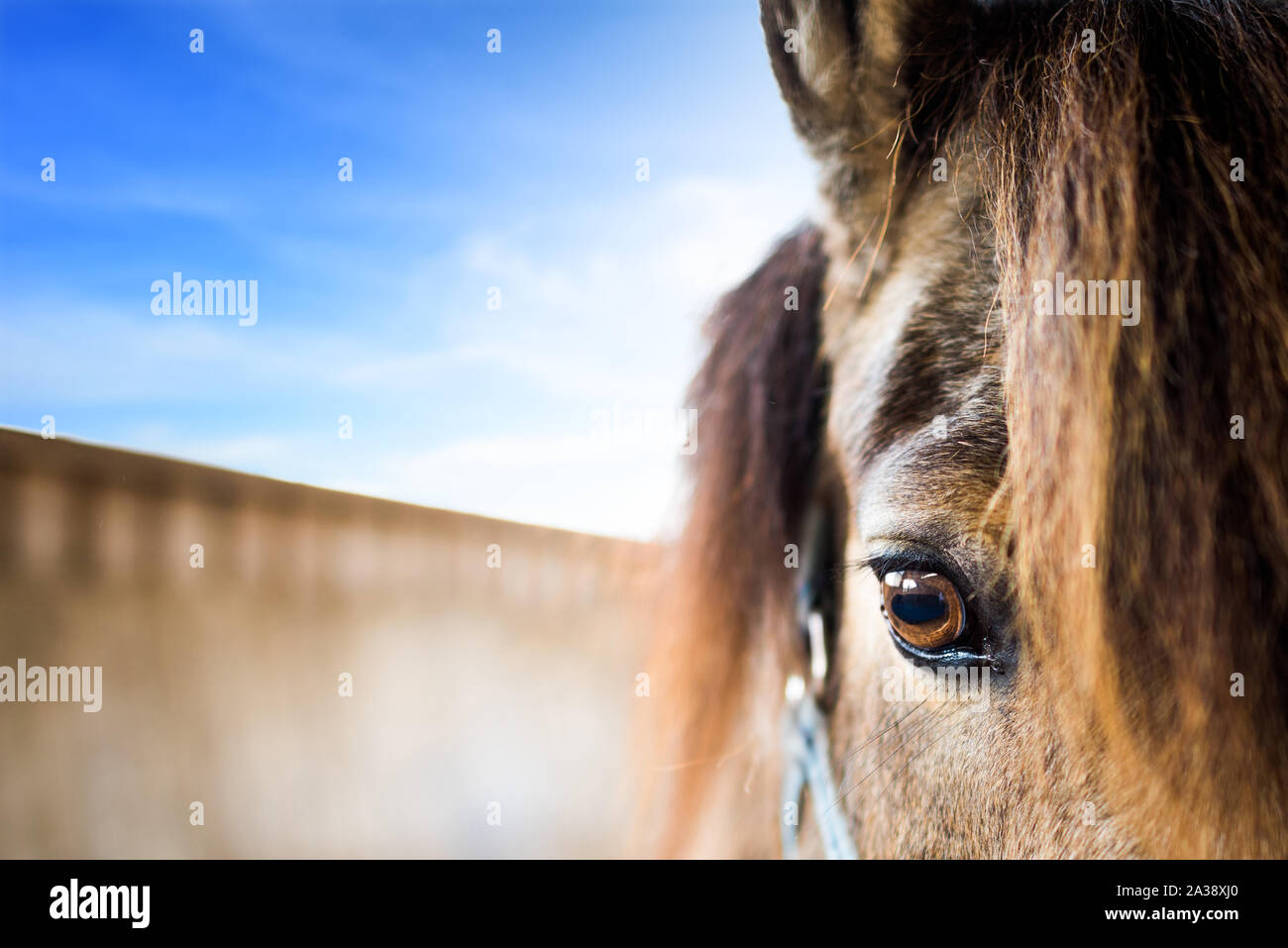 In prossimità di una testa di cavallo Foto Stock