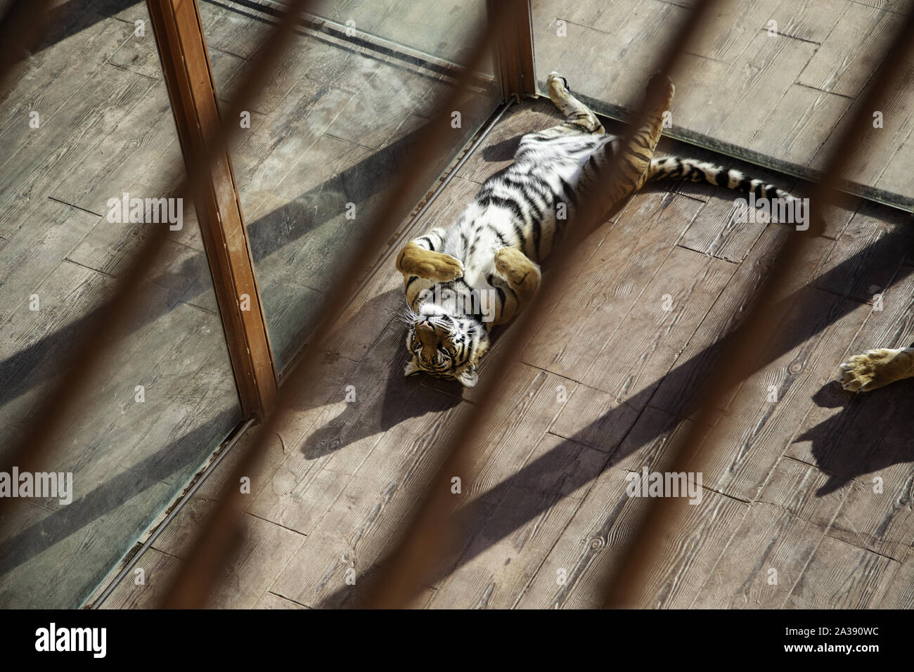 Tiger dietro le sbarre, dettaglio di animale selvatico racchiuso Foto Stock