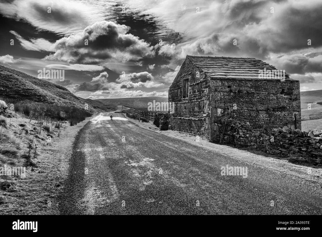 Il vecchio fienile e le pecore in strada a Birkdale in Swaledale superiore sulla B6270 sopra Nateby, Yorkshire Dales Foto Stock