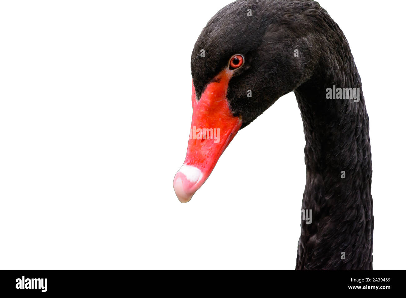 Black Swan (Cygnus atratus) close-up con profilo spazio copia sfondo bianco isolato Foto Stock