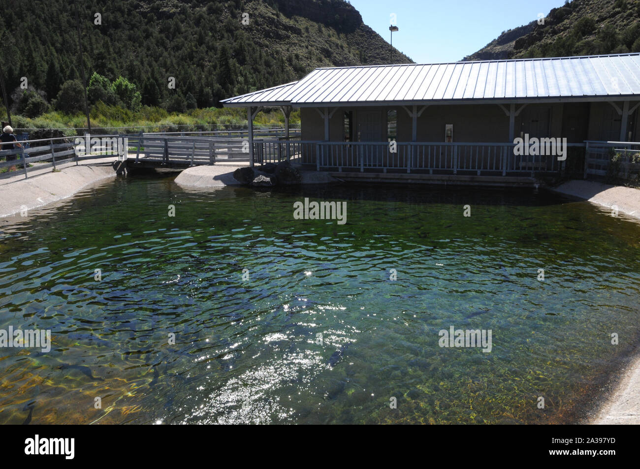 Stagni per la quasi completamente cresciuti trota arcobaleno presso il Red River State allevamento di trote, Nuovo Messico. Foto Stock