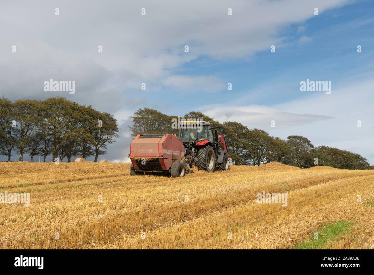 Un agricoltore in Scozia la pressatura della paglia di orzo sul pendio di una collina campo con una linea di faggi in background Foto Stock