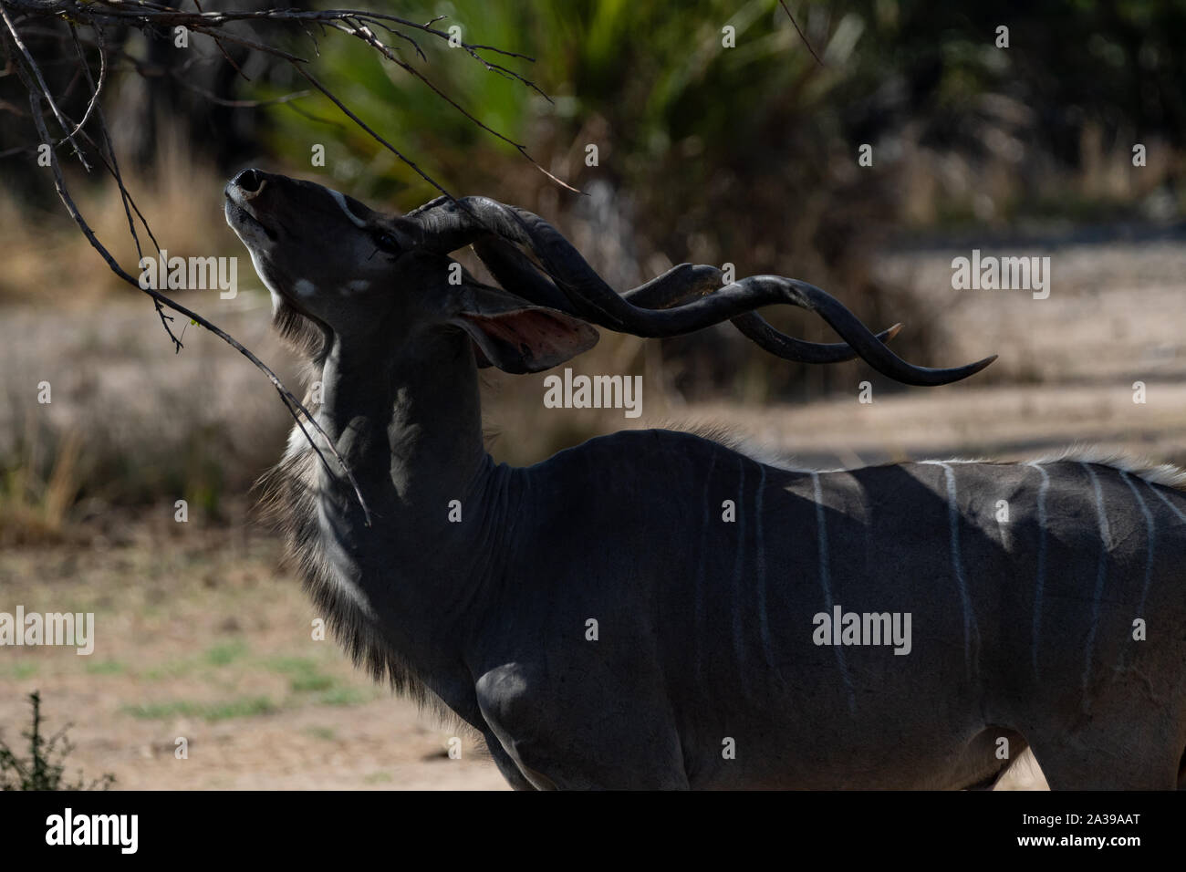 Maggiore kudu antilope nella Riserva Selous, Tanzania Foto Stock