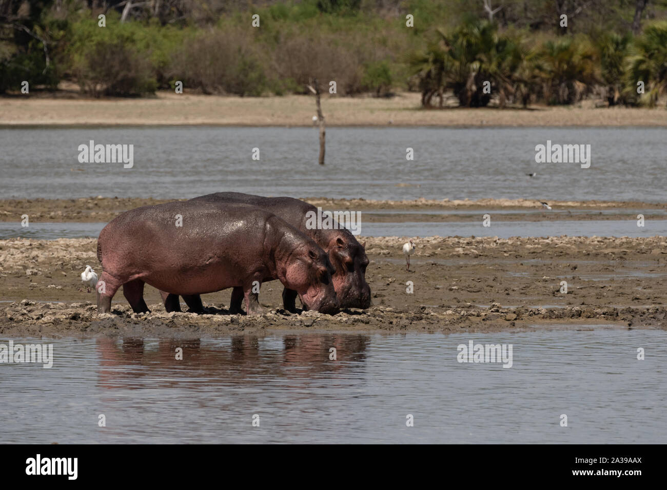 Ippopotamo in Riserva Selous in Tanzania Foto Stock