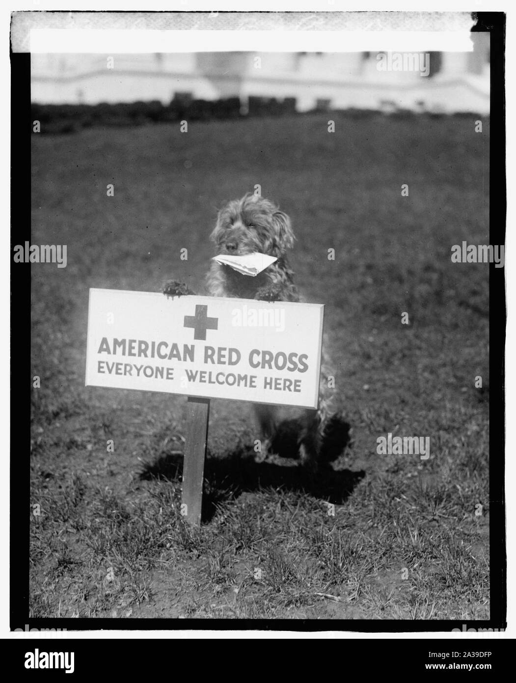 Sandy, Croce Rossa cane Foto Stock