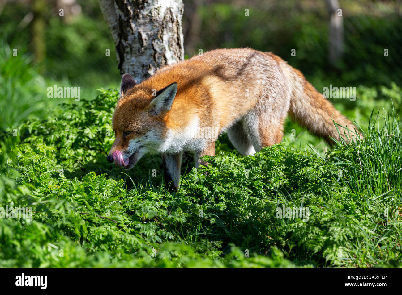 La Volpe rossa,Vulpes vulpes, la più grande del vero volpi, come visto presso il British Centro faunistico, Surrey, Inghilterra Foto Stock