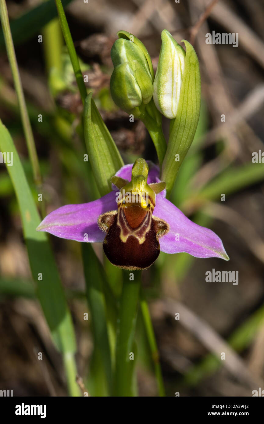 Bee Orchid (Ophrys apifera) fiore Foto Stock