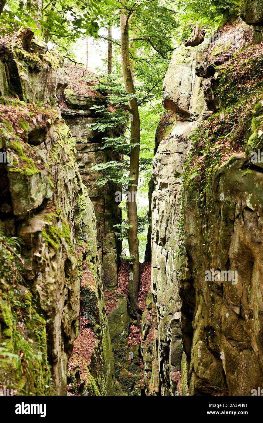 Devil's Gola, a sud del parco naturale Eifel, Eifel, Renania-Palatinato, Germania Foto Stock