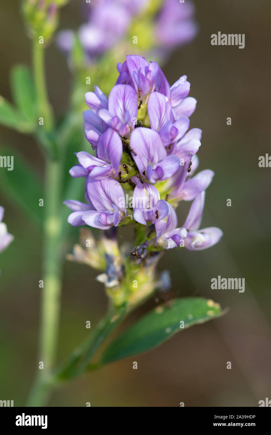 Medicago falcata ssp sativa - varietà viola di Sickle Alfalfa (nota anche come erba gialla, Midollo di pollo o Midollo giallo) Foto Stock