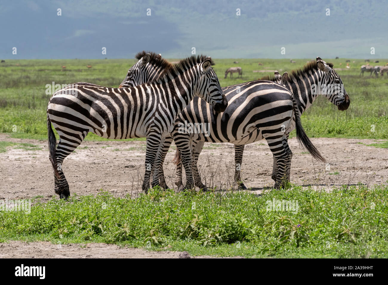 Il quartetto di zebre (trova il 4°) in corrispondenza di un foro di polvere, verde erbe, Ngorogoro Crater e rim, Tanzania Foto Stock