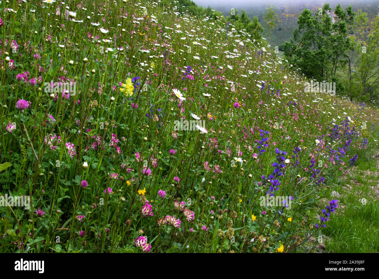 Prato alpino pieno di fiori al Fuente De, Parco Nazionale Picos de Europa, Spagna Foto Stock