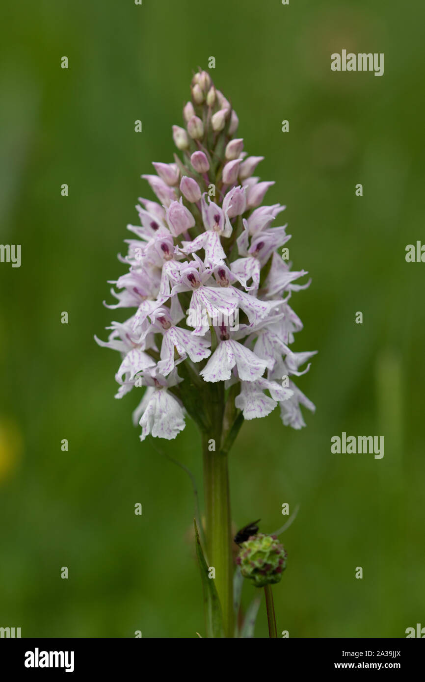 Orchidea macchiata (Dactylorhiza maculata) fiore Foto Stock