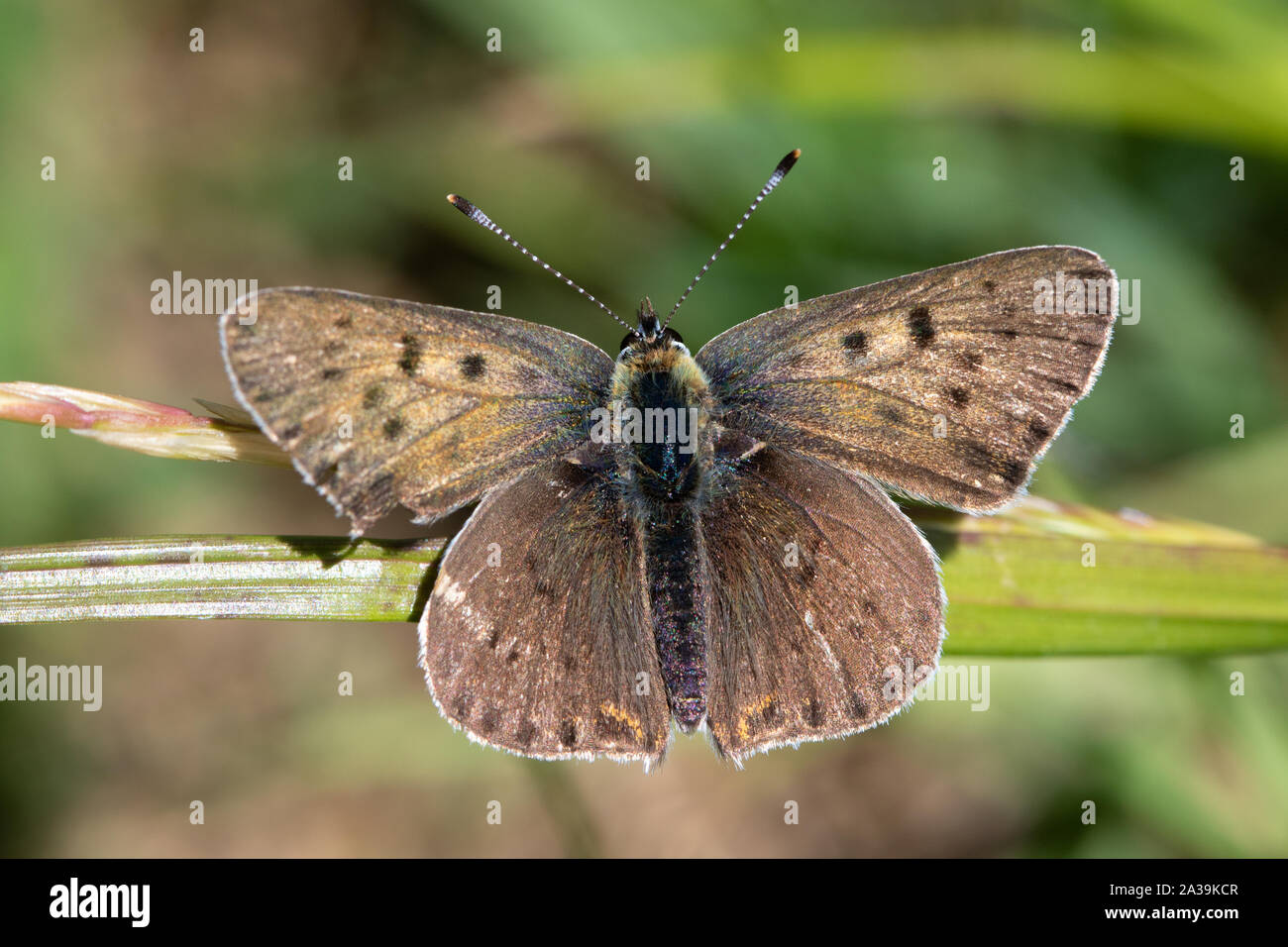 Maschio in rame di fuliggine (Lycaena tityrus) farfalla crogiolarsi al sole Foto Stock