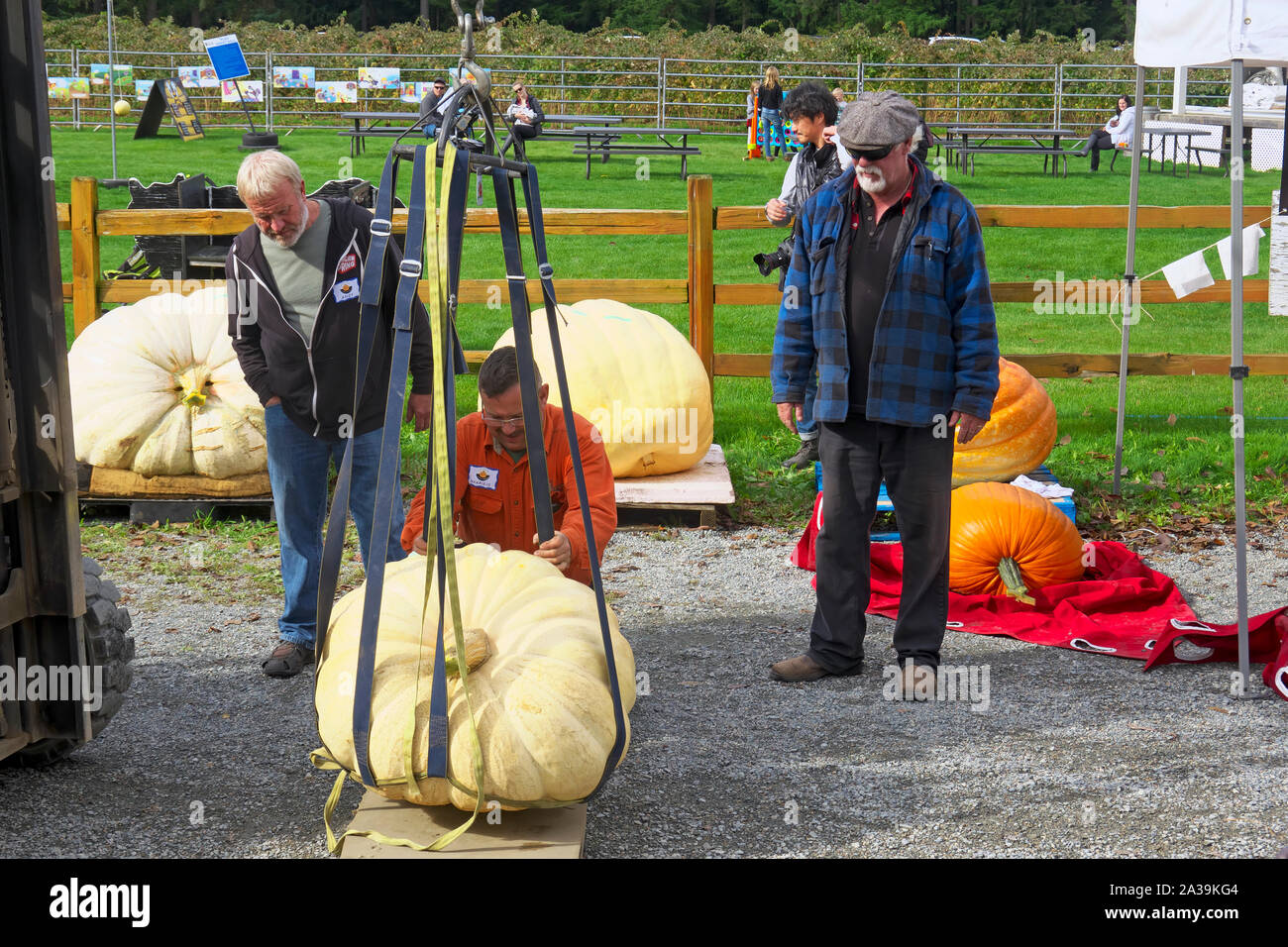 La zucca gigante pesare-off, Langley, B. C., Canada. Il 5 ottobre 2019. L'uomo regola le cinghie di supporto di una zucca gigante come altri due uomini guardano. Foto Stock