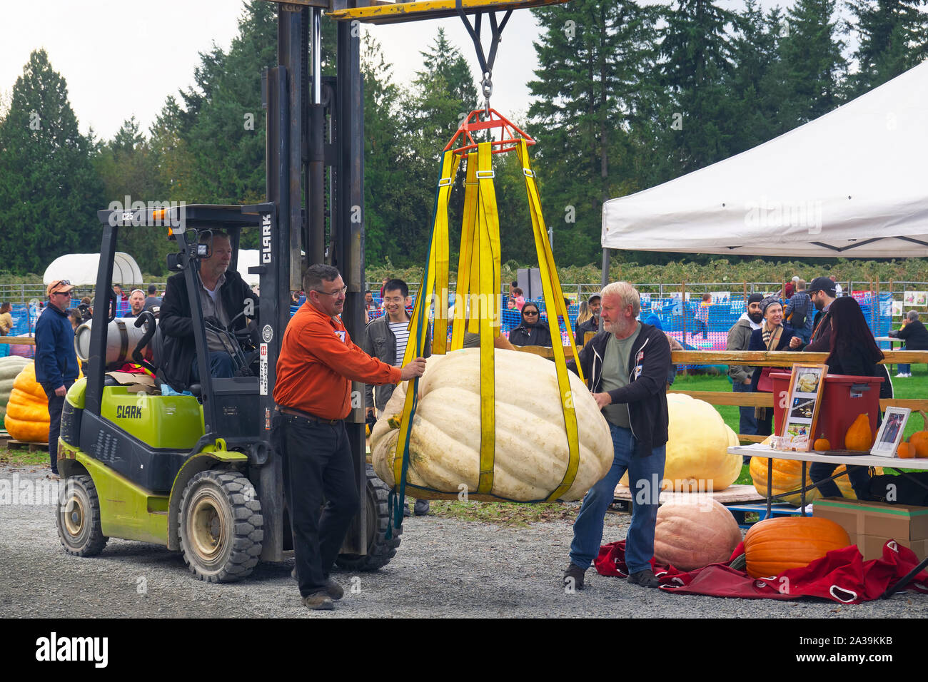 La zucca gigante pesare-off, Langley, B. C., Canada. Il 5 ottobre 2019. Guida gli uomini una zucca gigante legato a un carrello come viene spostato alla scala. Foto Stock
