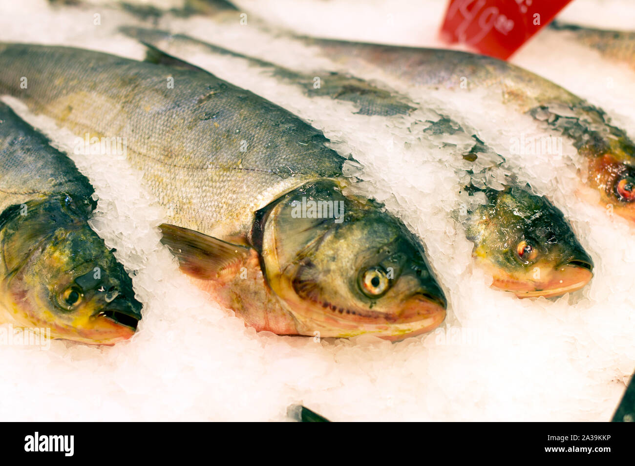 Rosa salmone pesce e ide, interamente, giacciono sul ghiaccio del banco del negozio per la vendita. Close-up. La Russia. Foto Stock