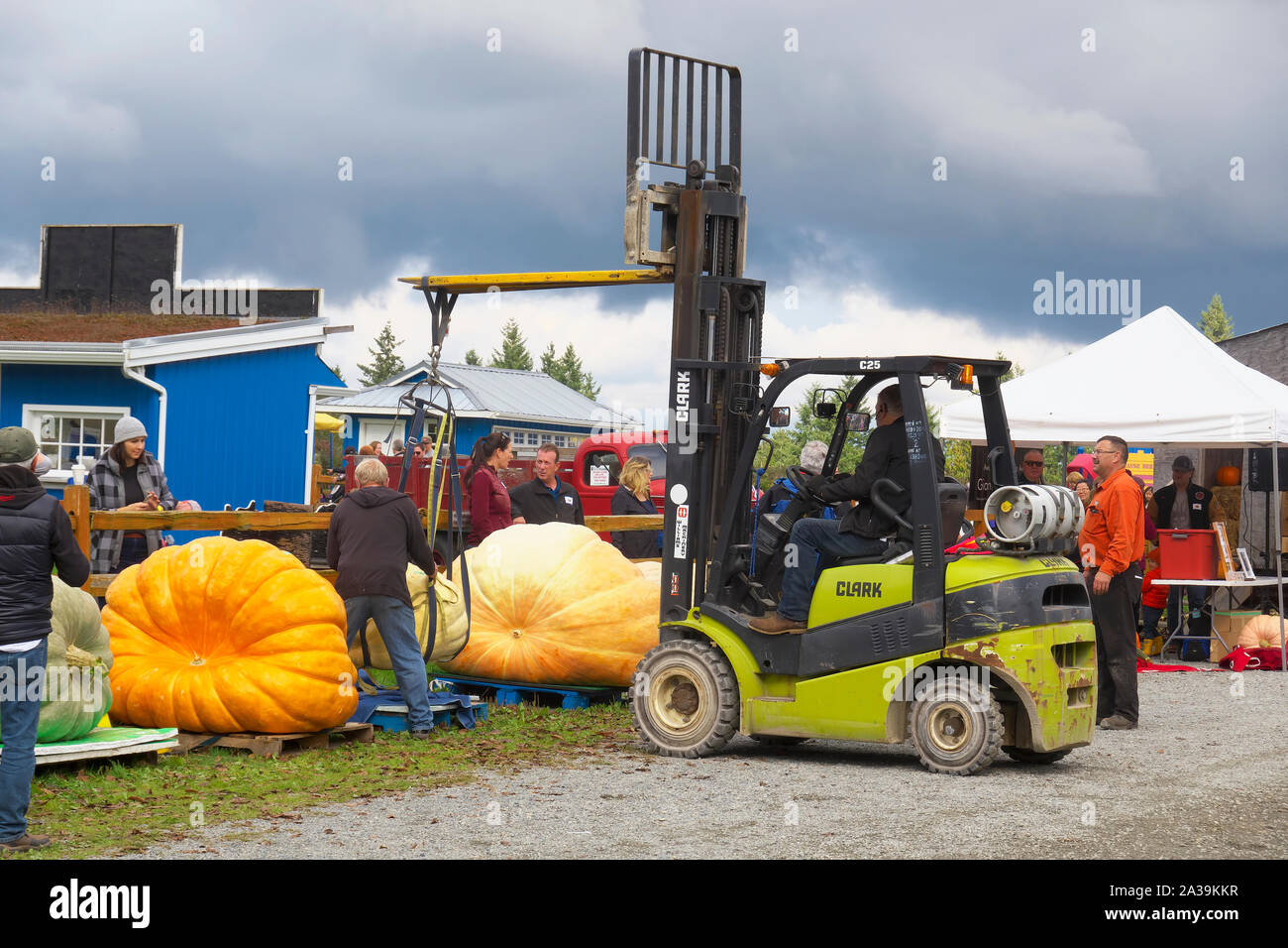 La zucca gigante pesare-off, Langley, B. C., Canada. Il 5 ottobre 2019. Un operatore carrello elevatore a forche si muove una zucca gigante come la gente a guardare. Foto Stock