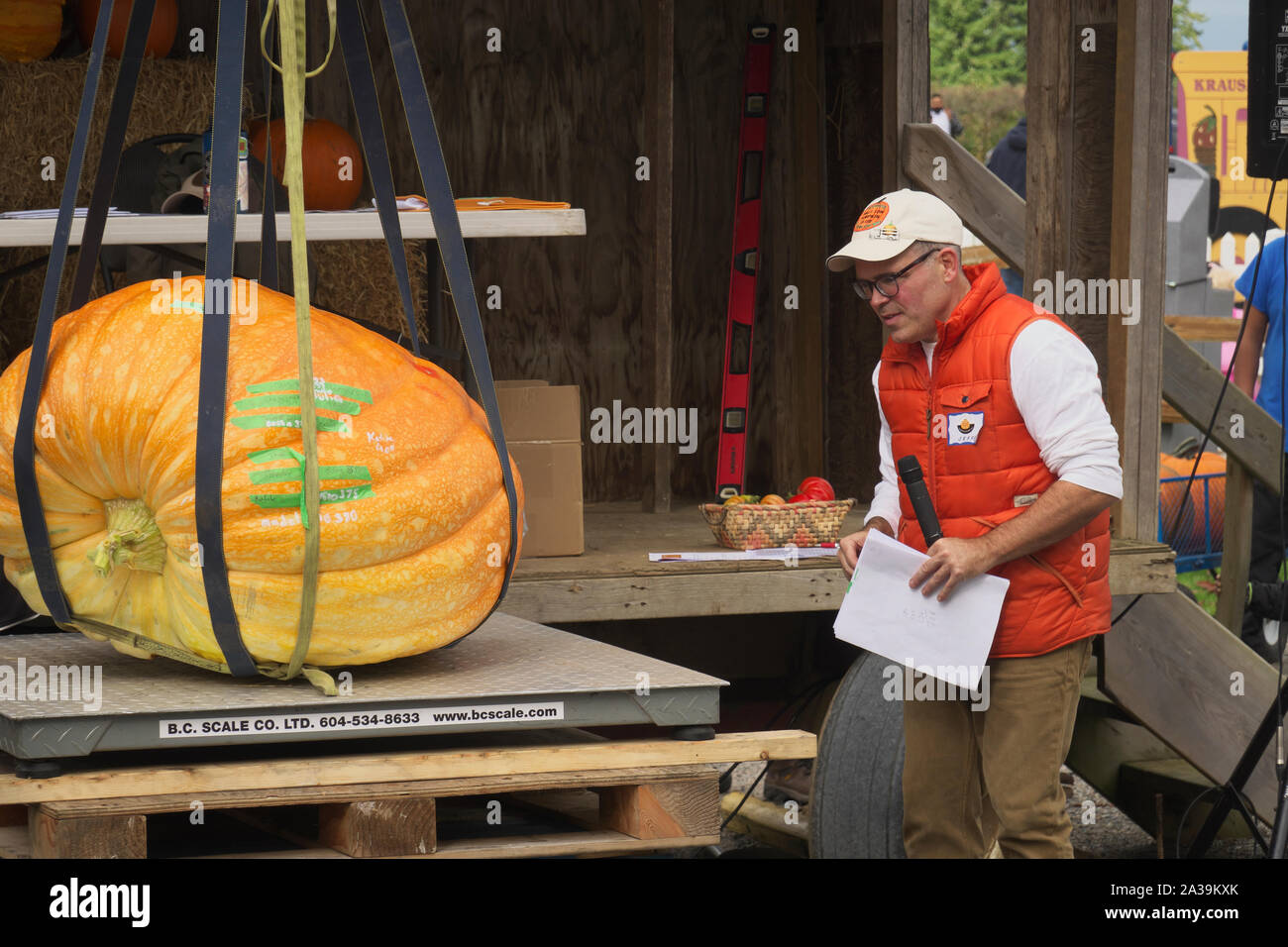 Giant Pumpkin Weigh-off, Langley, B. C., Canada. 5 ottobre 2019. Emcee maschile in gilet arancione con microfono guardando una zucca che viene messo sulla bilancia. Foto Stock