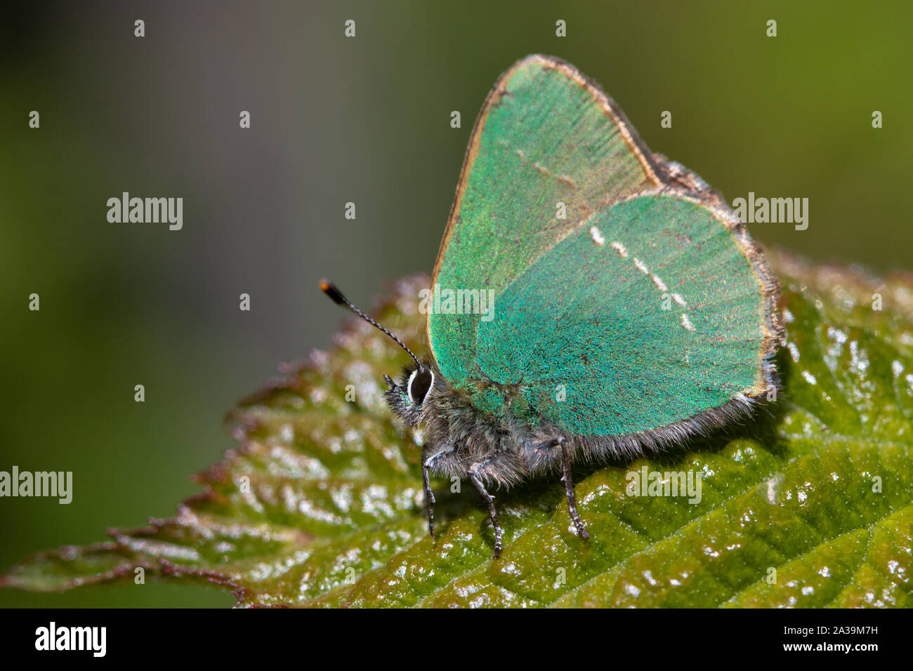 Verde (Hairstreak Callophrys rubi) su un Rovo foglie Foto Stock