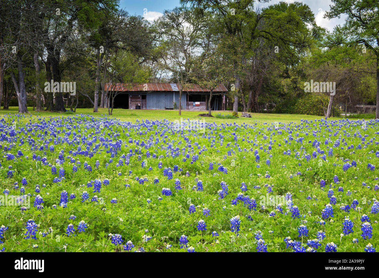 Campo di Bluebonnets in una zona rurale del Texas Hill Country Foto Stock