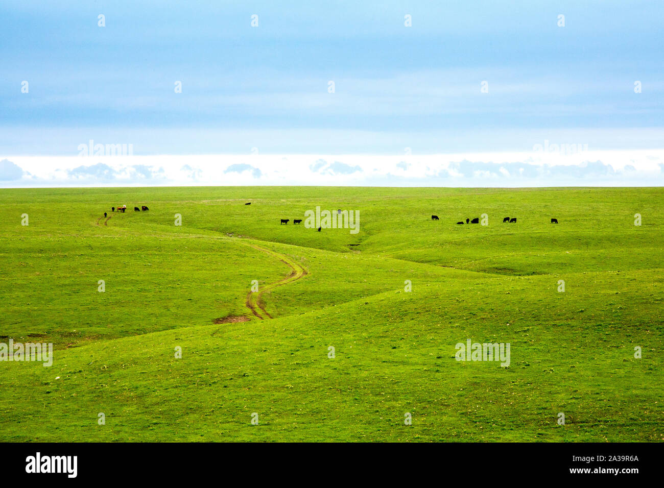 Vaste praterie in selce colline del Kansas Foto Stock