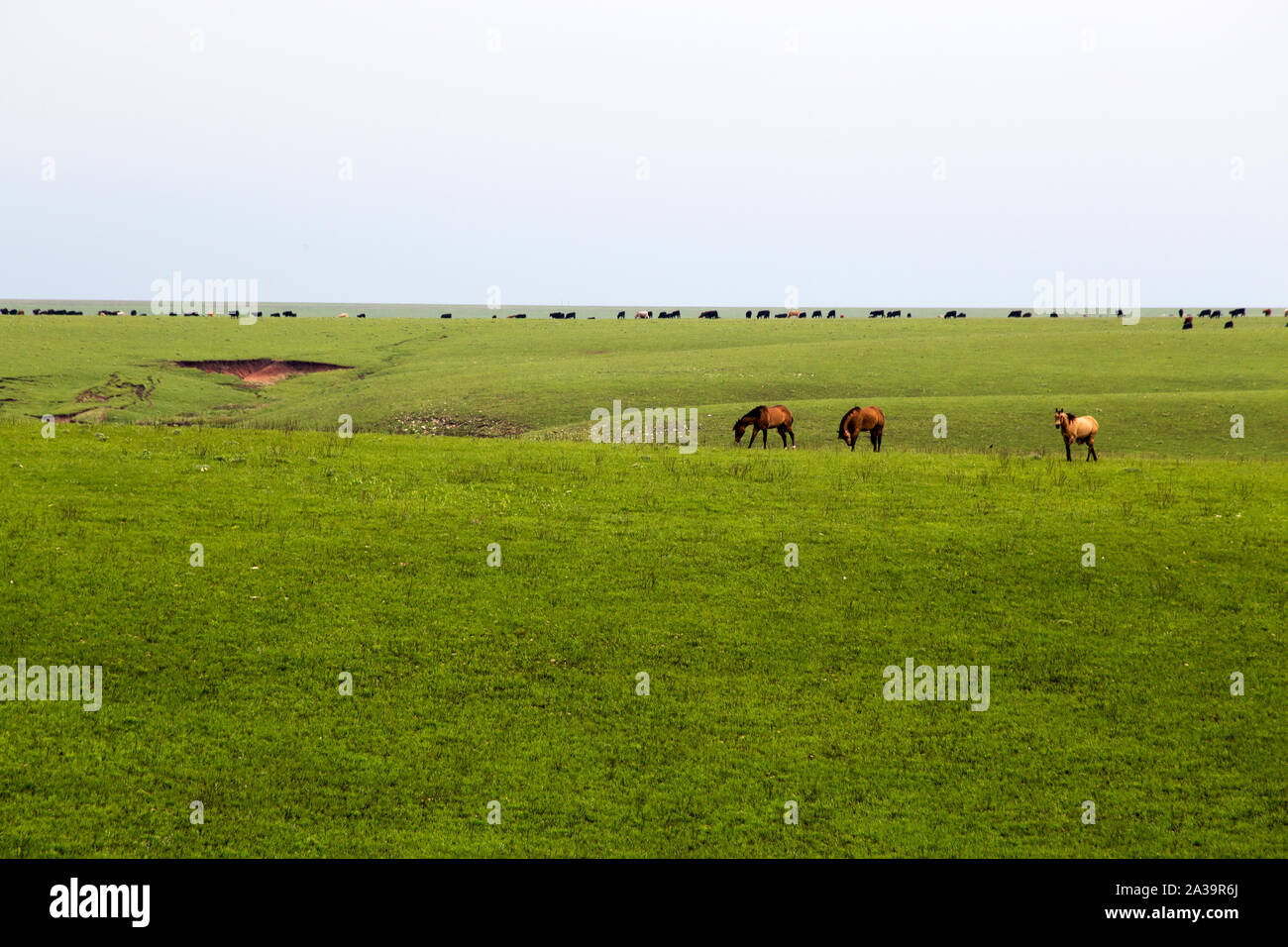 Vaste praterie in selce colline del Kansas Foto Stock