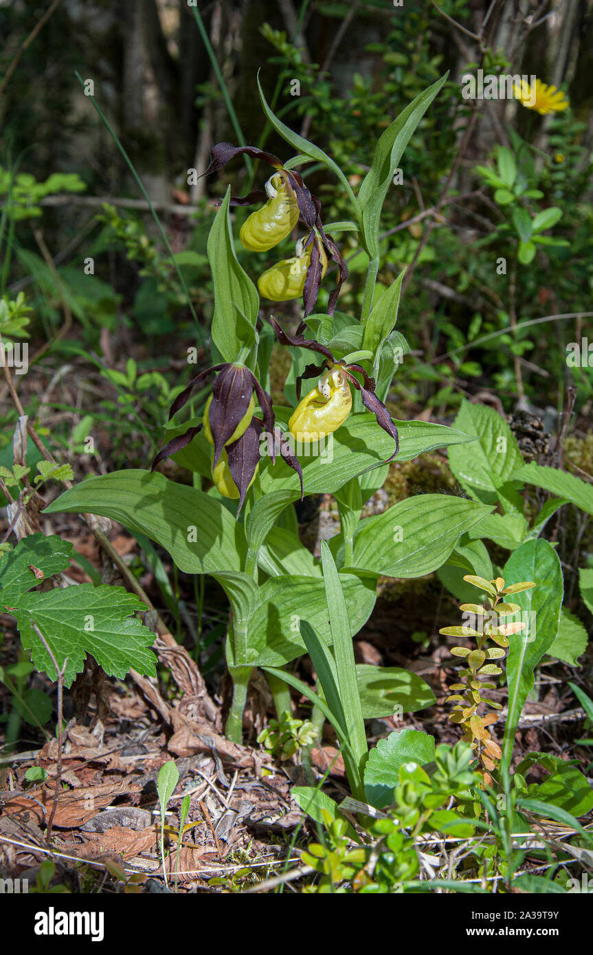 Signora Orchid pantofola (Cypripedium calceolus) la più grande del Parlamento orchidee, cresce nei boschi nel Vercors, Francia Foto Stock