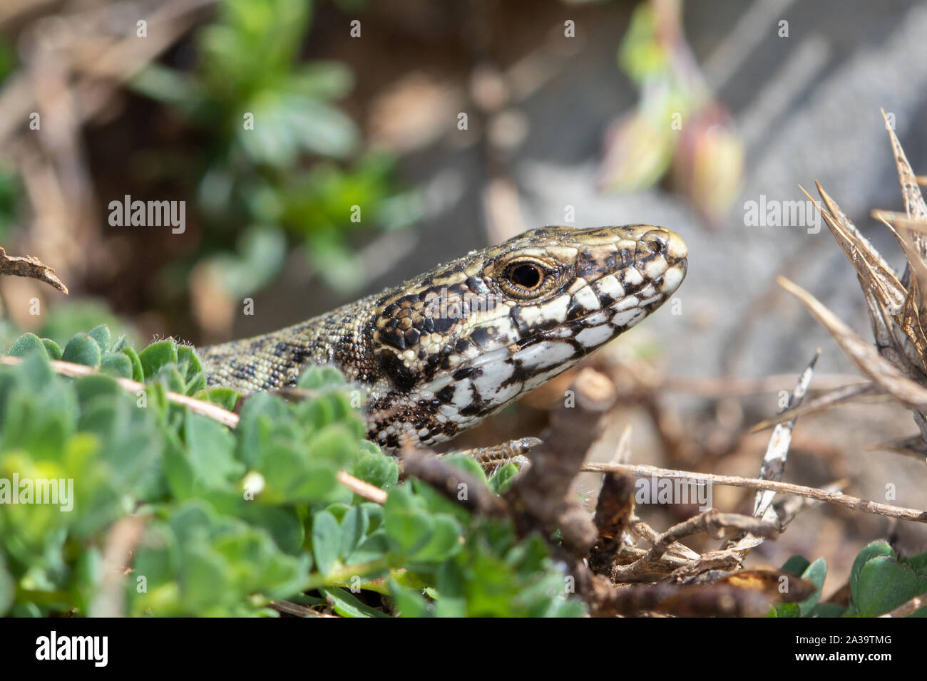 Comune di lucertola muraiola (Podarcis muralis), Picos de Europa, Spagna Foto Stock